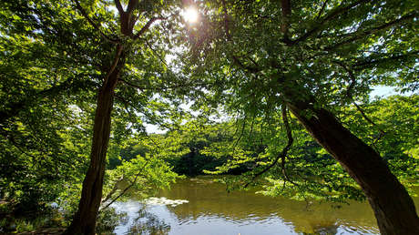 Mueren varios perros tras beber agua de un lago lleno de unas peligrosas algas en Londres