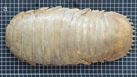 Descubren una nueva especie de isópodo gigante, un crustáceo marino de aguas profundas