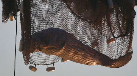 VIDEO: 80 especialistas participan durante seis horas en un complicado operativo de rescate de una ballena beluga en el río Sena