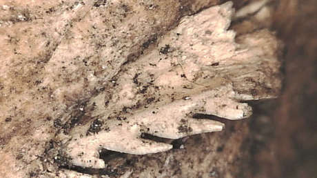 Encuentran una púa de raya en la cadera de un japonés del primer milenio