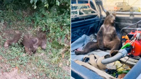 VIDEO: Rescatan a una osezna que sufría alucinaciones tras atiborrarse de 'miel loca' 