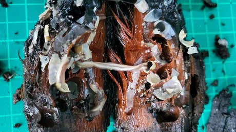 Experto advierte que "uno de los naufragios más importantes en la historia de la humanidad" está siendo devorado por 'termitas del océano'