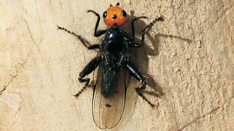 Moscas carnívoras que se creían extintas hace más de un siglo y medio 'resurgen' en Francia