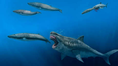 Científicos crean un modelo 3D del megalodón: resultó ser más rápido y feroz de lo que se pensaba