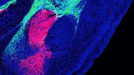Científicos descubren la molécula que da origen al miedo en el cerebro