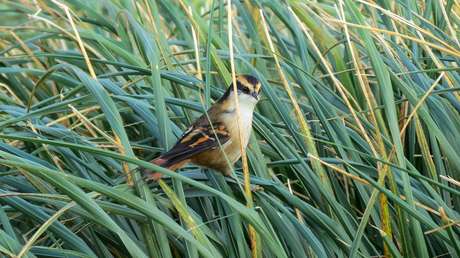 Descubren una nueva especie de ave en unas remotas islas del sur de Chile (FOTO)