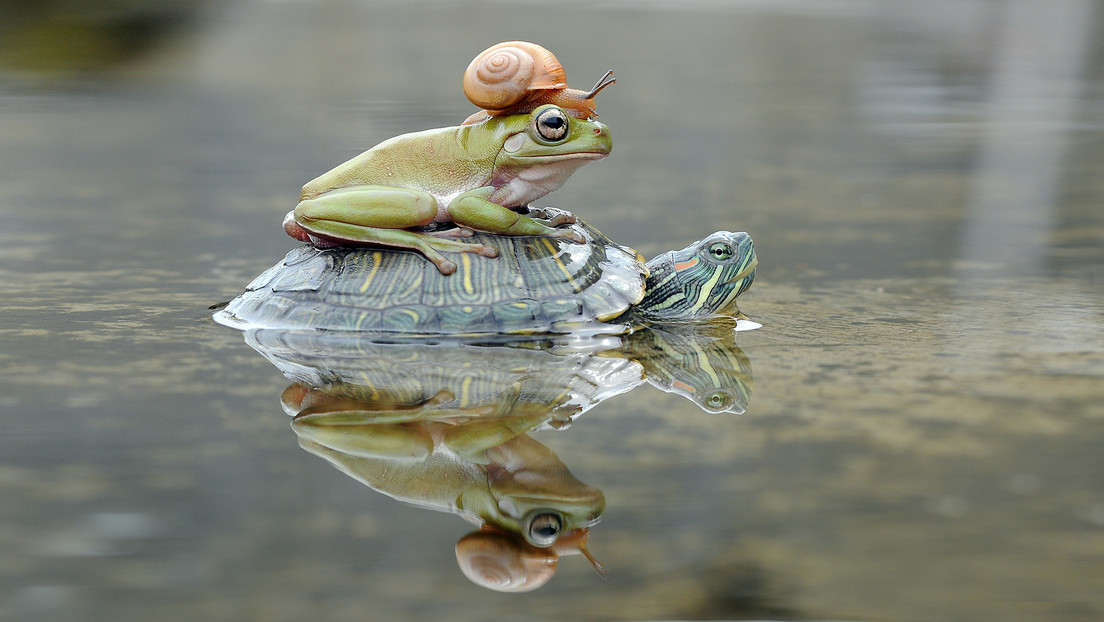 Una rana y una salamandra siberiana producen alcohol y glicerina para sobrevivir a temperaturas bajo cero
