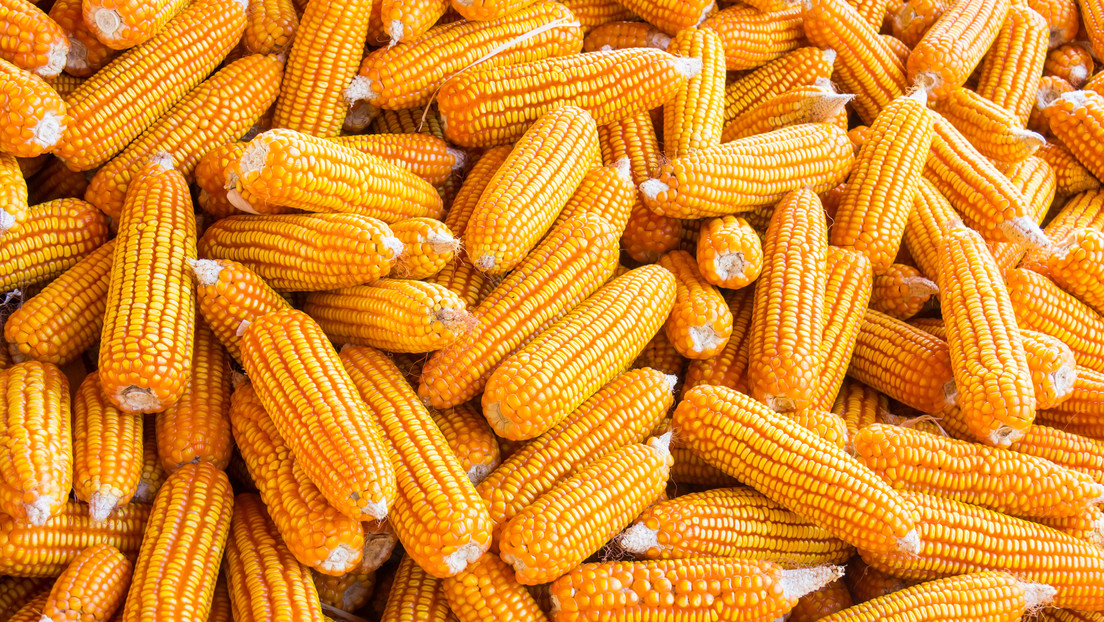 "Semillas mágicas" pueden ayudar a resolver el hambre, afirma Bill Gates