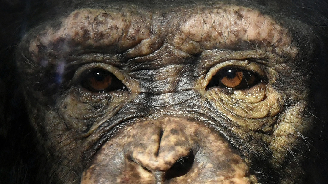 Secuestran a tres chimpancés de un santuario en África para exigir rescate