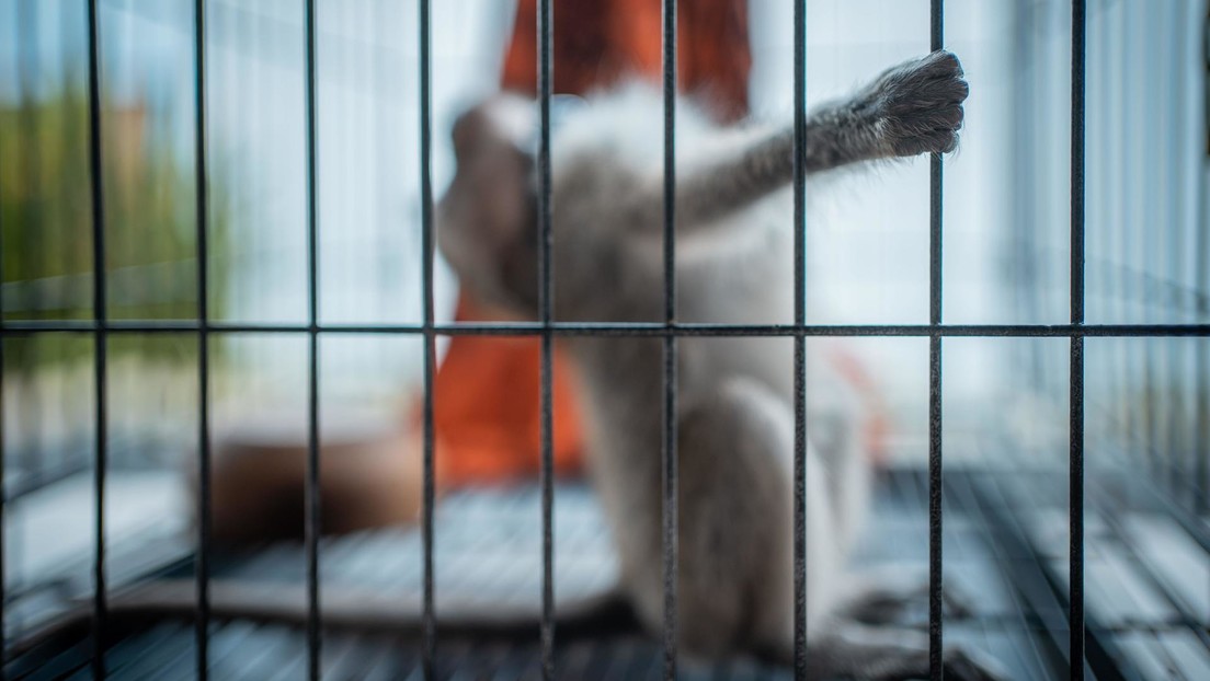 Exigen sacar a la luz 371 fotos de experimentos de Neuralink en los que al menos ocho monos "sufrieron y murieron"