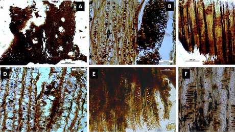 Este descubrimiento de hace 7.000 años revela cómo se curaban y alimentaban nuestros antepasados