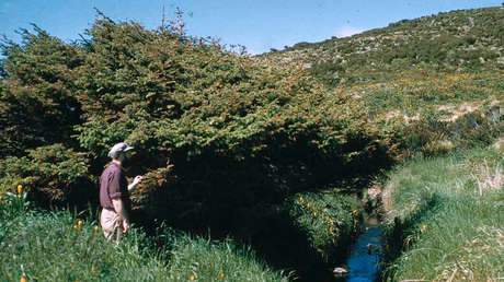El único árbol de una isla remota puede respaldar investigaciones sobre el cambio climático