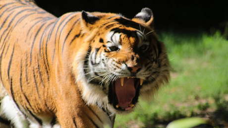 Madre india lucha a mano limpia contra un tigre y salva a su bebé