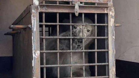 Una osa polar con graves heridas de bala llega al Zoo de Moscú para recibir atención médica (VIDEO)
