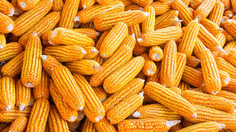 "Semillas mágicas" pueden ayudar a resolver el hambre, afirma Bill Gates