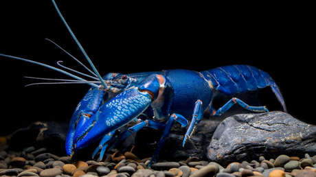Una en dos millones: Capturan una langosta azul extremadamente rara (VIDEOS)