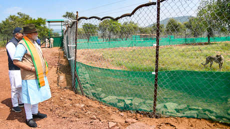 "Momento histórico": La India reintroduce guepardos en la naturaleza 70 años después de su extinción local