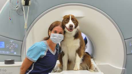 Revelan cómo los perros perciben el mundo