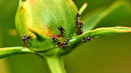 Descubren cuántas hormigas viven en la Tierra y el número es sorprendente