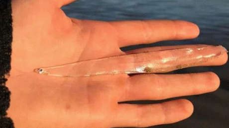 Una mujer encuentra en una playa un raro pez casi completamente transparente