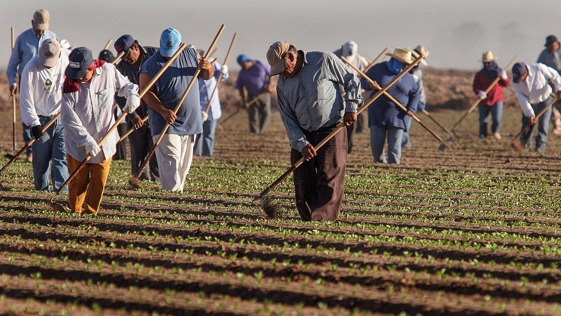 Critican a Pelosi por afirmar que los inmigrantes ilegales podrían servir para "recoger las cosechas"