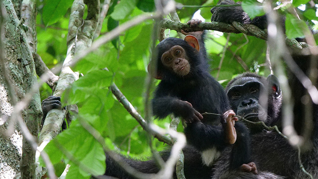Científicos reportan la primera evidencia de relaciones sociales entre chimpancés y gorilas