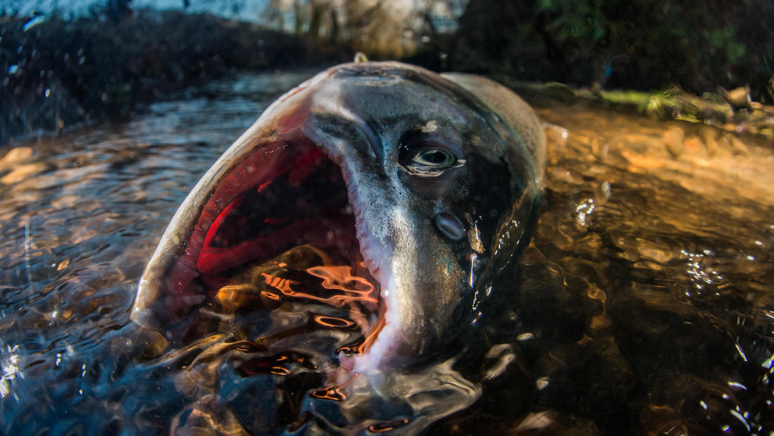 Encuentran en Canadá decenas de miles de salmones muertos