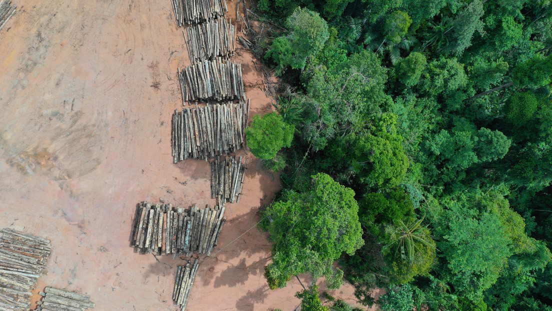 "El mundo natural se está vaciando": Las poblaciones de vida silvestre se redujeron en un 69 % desde 1970