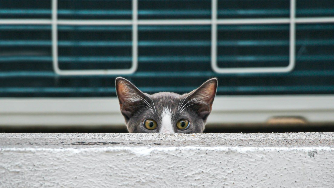 Un virus que causa una enfermedad renal crónica en gatos podría infectar a humanos