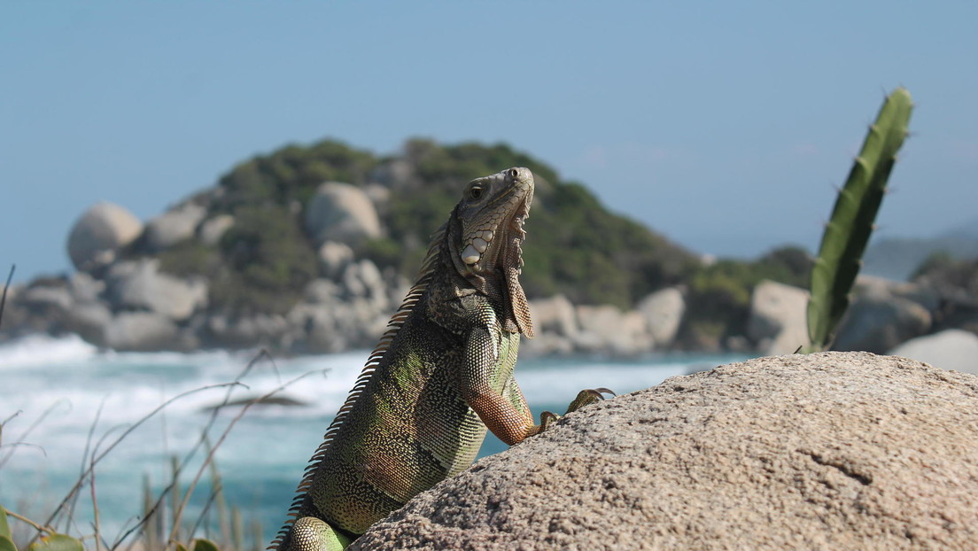 Un estudio afirma que América Latina es líder en la pérdida de biodiversidad: ¿cuál es la razón?