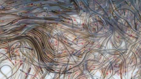 La Guardia Civil de España incauta 180 kilos de angulas, valorados en 264.000 dólares