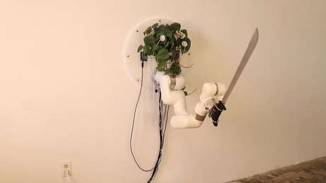 VIDEO: Crean una planta 'cíborg' capaz de empuñar un machete