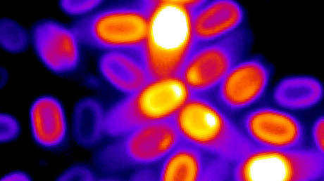 Descubren que bacterias "muertas" pueden volver a la vida