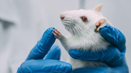 Cerebro híbrido: científicos implantan células humanas en ratones y logran influir en su comportamiento