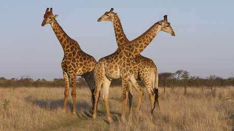 Una bebé muere al ser pisoteada por una jirafa en Sudáfrica