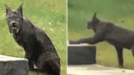 Primeras imágenes de un extraño lince canadiense negro (VIDEO)