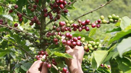 Inflación y huracanes: los desafíos que enfrenta la industria cafetalera de Centroamérica