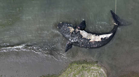 Descubren la causa de la muerte de 30 ballenas francas en el sur de Argentina
