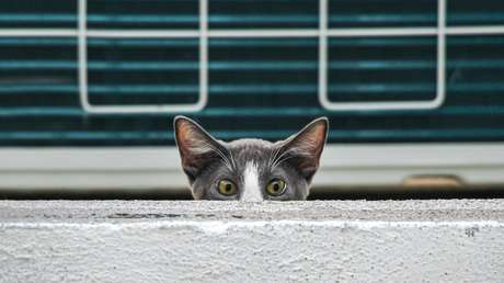 Un virus que causa una enfermedad renal crónica en gatos podría infectar a humanos