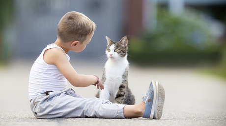 Los gatos aprecian el 'tête-à-tête' y reconocen si su dueño les habla, determina un estudio