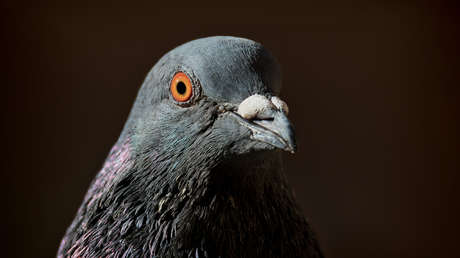 Científicos chinos logran controlar el cerebro de aves en vuelo mediante energía solar