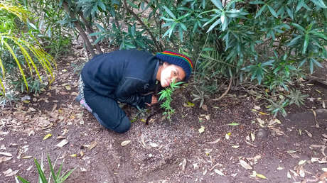 "Hasta la victoria verde": Los espacios de consumo seguro de marihuana 'florecen' en México