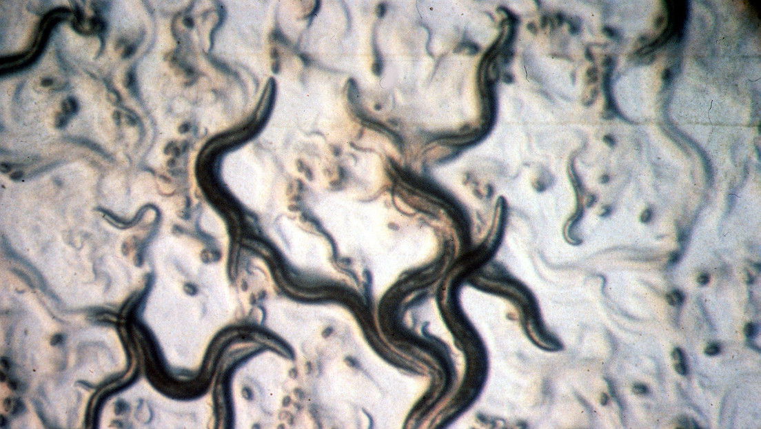 VIDEO: Inventan un método para controlar a distancia los gusanos