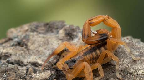 Un niño brasileño muere tras ser picado por un escorpión y sufrir 7 infartos