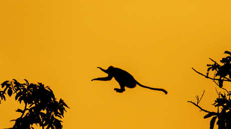 VIDEO: Un mono 'alcohólico' se convierte en asaltante asiduo de licorerías en la India