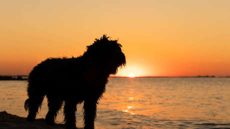 VIDEO: Momento en que un policía de Ecuador salva a un perrito que se cayó en un río