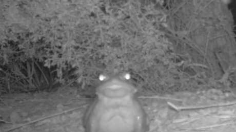 "No lamer al sapo": la curiosa advertencia que EE.UU. lanza a los visitantes de parques nacionales