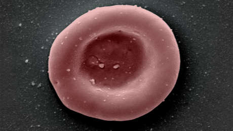 Realizan el primer ensayo de transfusión de glóbulos rojos cultivados en laboratorio a humanos