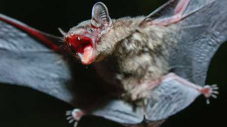 Una bloguera tailandesa se enfrenta a cinco años de cárcel por grabarse comiendo murciélagos