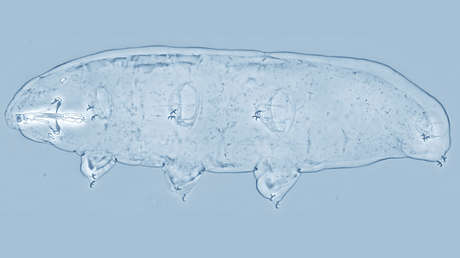 Descubren en dunas una nueva especie de tardígrados y la nombran en honor a un personaje de 'Harry Potter'